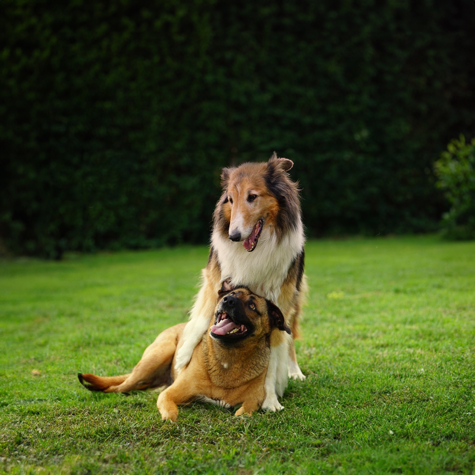 Happy dogs together